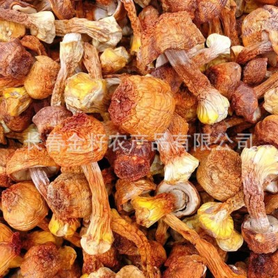 松茸 姬松茸 食用菌 各种蘑菇批发 500克图3