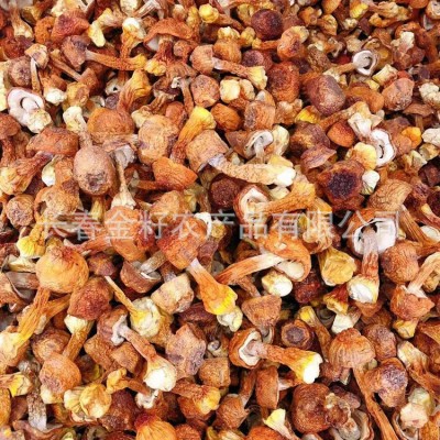 松茸 姬松茸 食用菌 各种蘑菇批发 500克图5