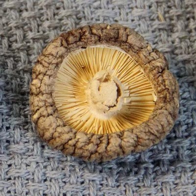 干香菇 食用菌 香菇 香菇干 一件代发图5