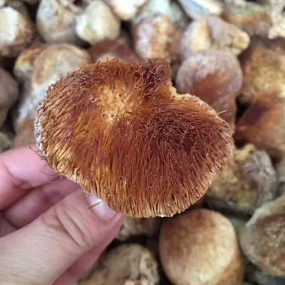 猴头菇 干猴头菌 猴头 食用菌图2