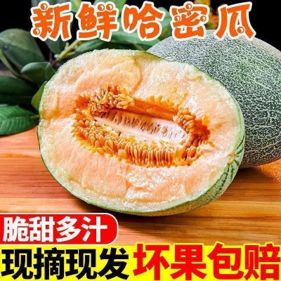 哈密瓜海南水果新鲜当季现摘脆甜瓜网纹瓜西州蜜香瓜批发厂家跨境图3