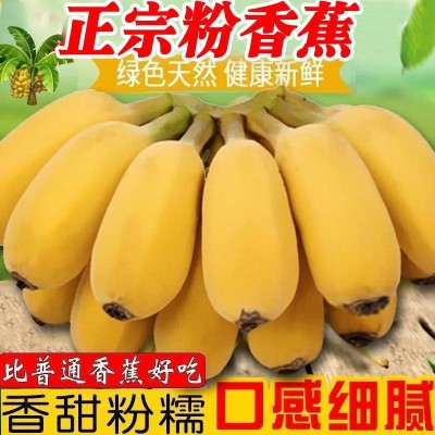 香蕉 新鲜香蕉广西蕉粉蕉应季水现摘软糯薄皮焦批发整箱一件批发图3