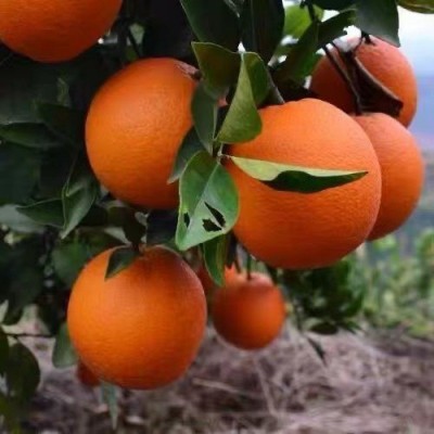 新鲜夏橙应季水果甜橙子手剥橙子1斤-10斤整箱商用批发厂一件批发图2