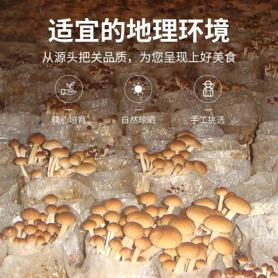 方家铺子厂家茶树菇菌菇茶树菇干货炒菜食用菌干菇120g批发可代发图4