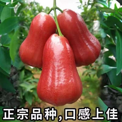海南黑金刚莲雾新鲜水果5斤热带莲雾果水果仙女果1斤批发图4
