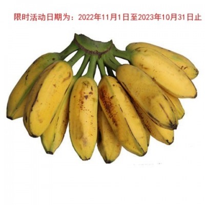 广东芭蕉大蕉高蕉plantain新鲜水果无催熟剂香蕉3/5斤单果80-300g图3