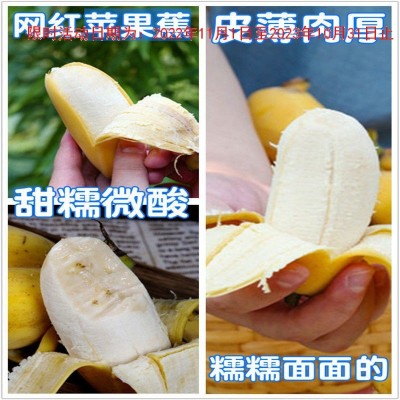 当季新鲜苹果香蕉水果批发小米蕉3/5斤粉蕉芭蕉非广西海南帝王蕉图2