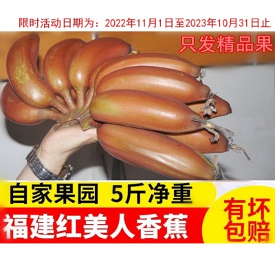 新鲜红皮香蕉漳州土楼美人蕉应季水果非芭蕉米蕉1/3/5斤图2