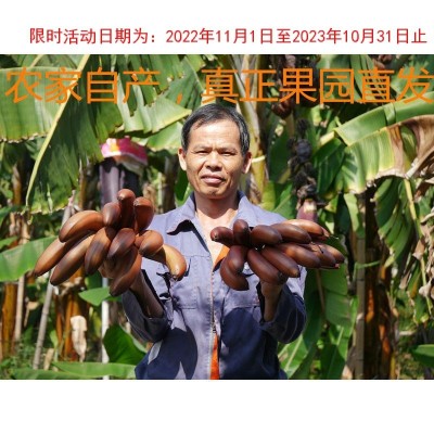 新鲜红皮香蕉漳州土楼美人蕉应季水果非芭蕉米蕉1/3/5斤图4