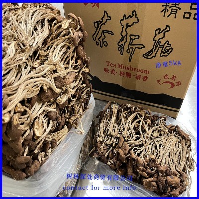 茶新菇干货古田直发茶树菇冰菇批发净重广东老火靓汤材料图4