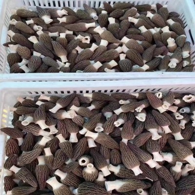 厂家直供湖南新鲜羊肚菜 湘蕈鲜羊肚菌500克批发图3