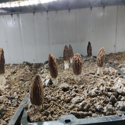 厂家直供湖南新鲜羊肚菜 湘蕈鲜羊肚菌500克批发图4