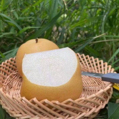 山东秋月梨5斤礼盒装顺丰包邮应季新鲜水果脆甜生梨冰糖梨子批发图3