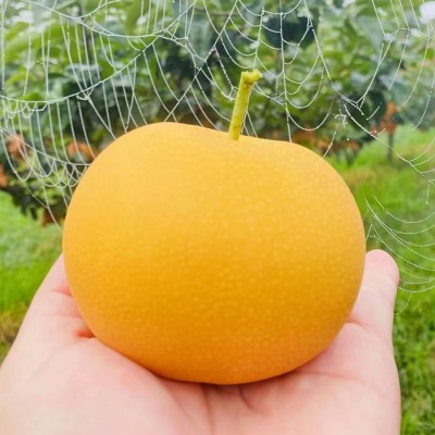 山东秋月梨5斤装新鲜水果当季现摘脆甜梨子整箱批发顺丰包邮图3