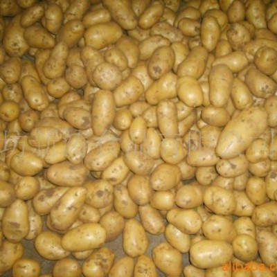 保鲜土豆潍坊新涛食品（基地种植、厂家直供）图2