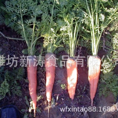 保鲜胡萝卜（出口）潍坊新涛食品（基地种植、厂家直供）图2