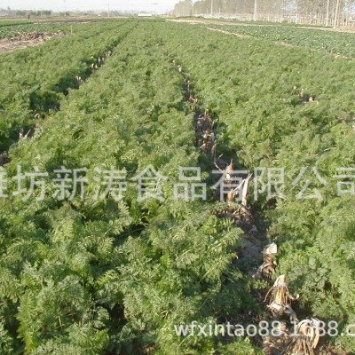 保鲜胡萝卜（出口）潍坊新涛食品（基地种植、厂家直供）图3
