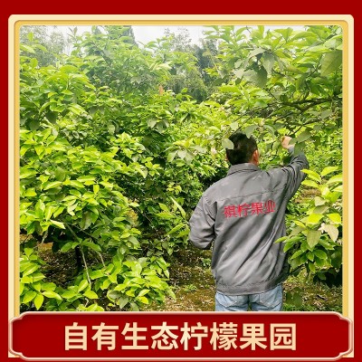 批发四川安岳柠檬鲜果一级新鲜水果产地直发商超级黄柠檬一件代发图3