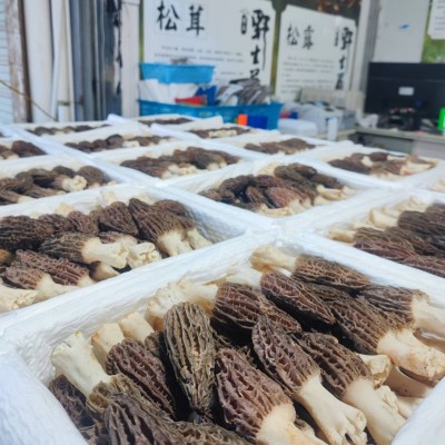 新鲜羊肚菌食用菌云南羊肚菌产地直销散装食用菌产地批发图4