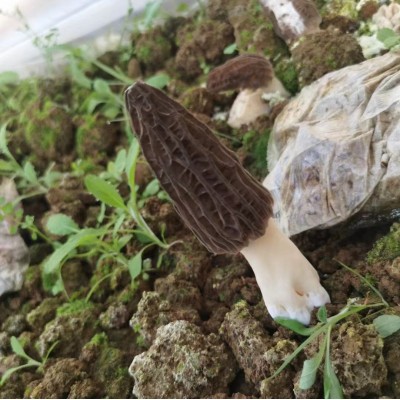 新鲜羊肚菌食用菌云南羊肚菌产地直销散装食用菌产地批发图2