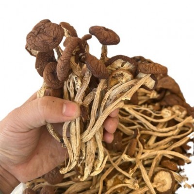 福建古田干茶树菇不开伞干货菌菇500g袋装茶薪菇食用菌菇产地批发图5