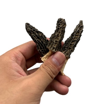 【高原羊肚菌】3-5规格甘孜高原货大量现货产地批发可做供应链图5