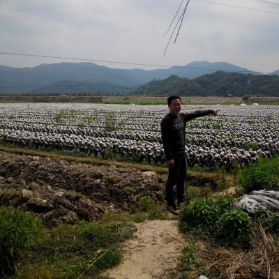 厂家供应黑木耳500g批发 东北农特产秋木耳干货肉厚无根木耳现货 2千克图3