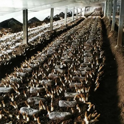 羊肚菌干货云南原产地批发价便宜羊肚菌干菌一件代发规格齐全批发 1件图2
