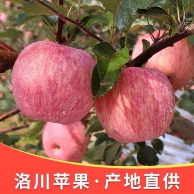 产地发货陕西洛川苹果红富士水果新鲜现摘冰糖心批发一件代发图2