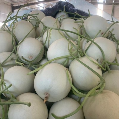 5斤起发 冰激凌玉菇甜瓜白皮绿肉沙甜绵蜜汁超多鲜货速发一件代发图4