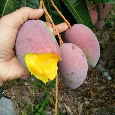 贵妃芒果红金龙小贵妃芒果应季热带新鲜水果非台农批发一件代发图4