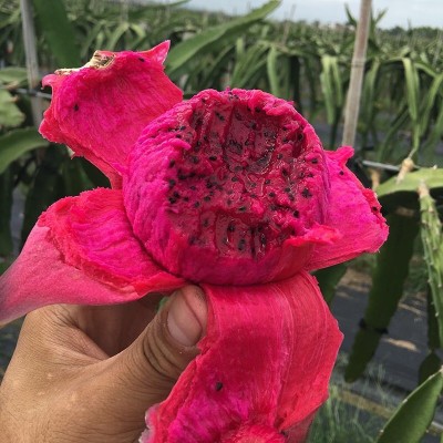 海南金都一号红心火龙果新鲜水果非越南广西红心大果整箱5斤包邮6图2