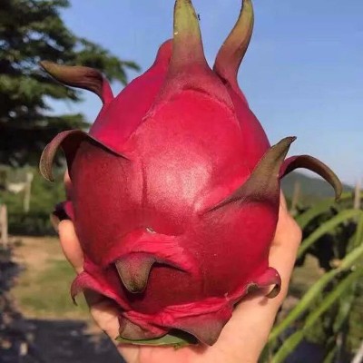 海南金都一号红心火龙果新鲜水果非越南广西红心大果整箱5斤包邮6图5