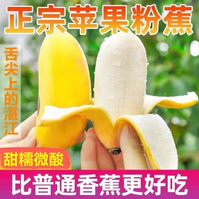 【爆款推荐】广东苹果蕉正宗粉香蕉新鲜当季水果米蕉banana整箱批图4