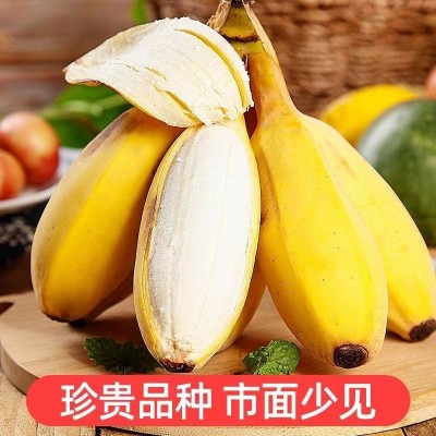 【爆款推荐】广东苹果蕉正宗粉香蕉新鲜当季水果米蕉banana整箱批图3