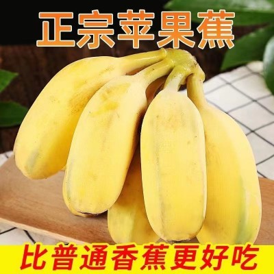 【爆款推荐】广东苹果蕉正宗粉香蕉新鲜当季水果米蕉banana整箱批图5