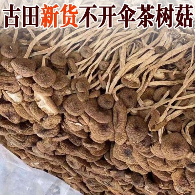 未开伞茶树菇干货特产 古田福建不开伞茶树菇500g食用菌农产品图2