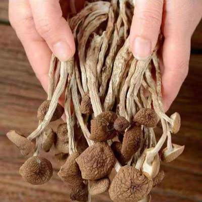 未开伞茶树菇干货特产 古田福建不开伞茶树菇500g食用菌农产品图3