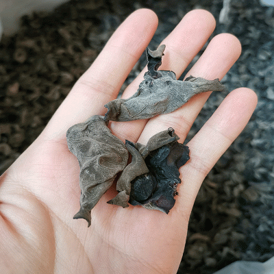 原生黑木耳批发 东北黑木耳干货小碗耳农家肉厚无根椴木木耳500g图3