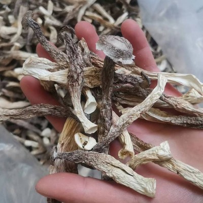 厂家直销10斤一箱 新货散装鹿茸菇干货 鹿茸菌干货食用菌 批发图4