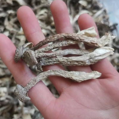 厂家直销10斤一箱 新货散装鹿茸菇干货 鹿茸菌干货食用菌 批发图5
