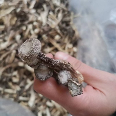厂家直销10斤一箱 新货散装鹿茸菇干货 鹿茸菌干货食用菌 批发图2