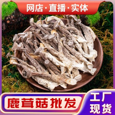 鹿茸菇干货散装云南特产煲汤食材脆脆菇大件批发现货厂家菌菇干貨图3