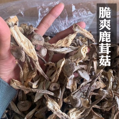 鹿茸菇干货500g鹿茸菌云南特产食用菌菇煲汤料香菇批发代发图3