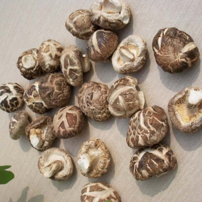 湖北随州特产香菇干货椴木小花菇产地直批500克农家花菇冬菇干货图5