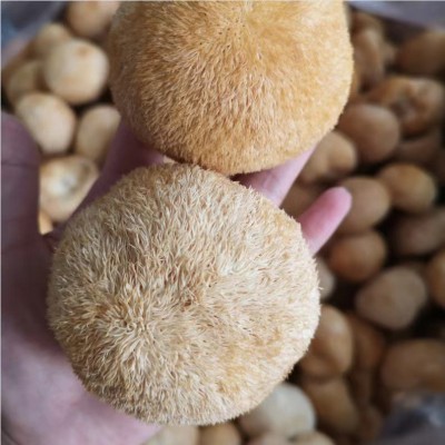 新货古田猴头菇 干猴头菇古田特产磨粉原料批发产地食用菌菇500g图3