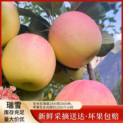 阿坝瑞雪苹果脆甜爽口清香滋味当季鲜果产地采摘直供图1