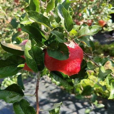 阿坝秦脆苹果当季时令新鲜甜脆苹果产地采摘直供图3