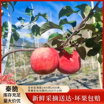 阿坝秦脆苹果当季时令新鲜甜脆苹果产地采摘直供图1