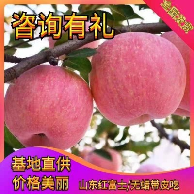 山西陕西甘肃红富士苹果批发价格静宁运城临猗红富士苹果批发基地图2